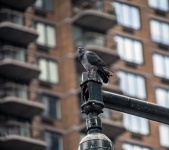 Pigeon in Manhattan