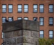 Pigeons on Chimney