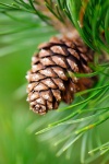Pine Cone On A Branch