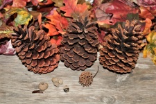 Pine Cones and Autumn Leaves