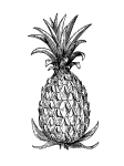 Disegno Di Ananas