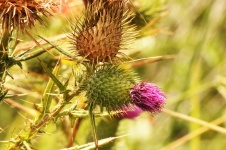 Pink And Dry Thistle Flower