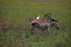 Plains Zebra With White Egret