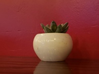 Plant Pot Red Background