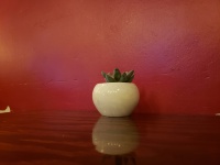 Plant Pot Red Background