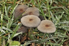 Pleated Inkcap Mushrooms and Dew