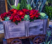 Stelle di Natale in un carro di legno
