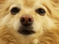 Closeup portrait chien poméranie