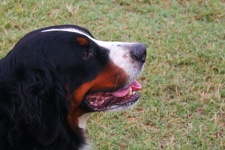 Profil d'un grand chien de type birm
