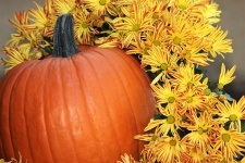 Pumpkin and Fall Flowers Background