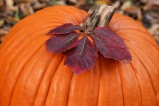Pumpkin and Purple Leaf Close-up