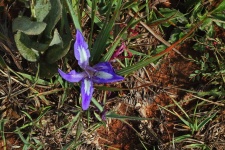 Purple and white wild flower