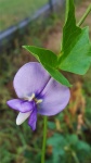 Purple Black-eyed Pea Bloom