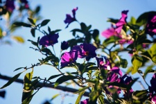 Purple potato bush flowers