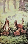 Rabbits Maude Scrivener
