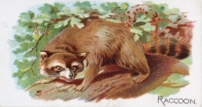 Raccoon 1890