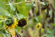 Rain drenched sunflowers