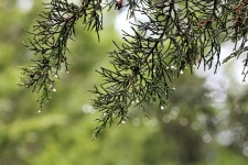 Kapky deště na větvích Cedar
