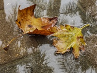 Charco de lluvia hojas de otoño