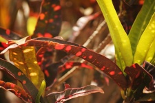 Czerwone i zielone liście rośliny