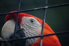 Papagaio vermelho e branco