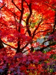 Rode herfst boom