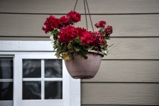 Red Flowers Hanging Pot