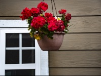 Red Geraniums and a Window