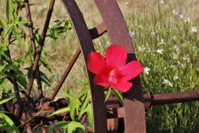 Red Hibiscus and Wagon Wheel