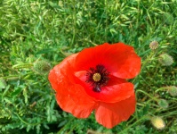 Fleur de pavot rouge