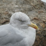 Gull's look