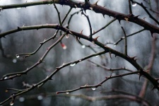 Gota de chuva espinhos ramos dor