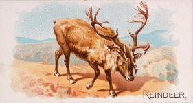 Reindeer 1890