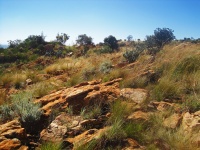Rocks And Vegetation In Grassland