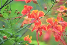 Royal poinciana flowers 3