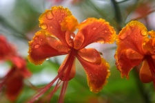 Royal poinciana flowers 4