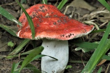Russula Mushroom Close-up