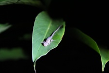 Salamander On A Leaf
