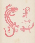 Salamandra Czerwona