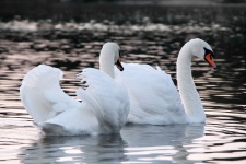 Лебеди лебединое озеро любовь