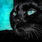 Zwarte kat portret huisdier