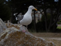 Sea Gull on Rock