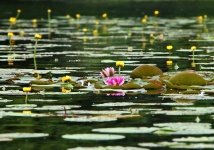 Vattenlilja blomma