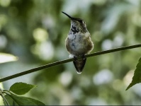 Zittende kolibrie