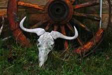 Skull Of Wild Animal & Wagon Wheel