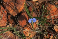 Small blue wild flower