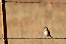 Song Sparrow on Barbed Wire Fence