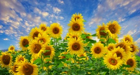 Câmpul de floarea-soarelui cer flori