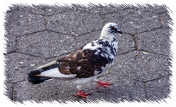 Spotted pigeon