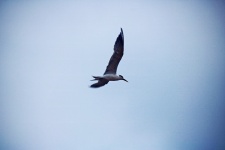 Spread wings of a flying tern